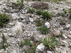 Chondrilla chondrilloides