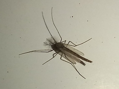 Culiseta longiareolata