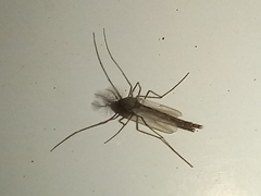 Culiseta longiareolata