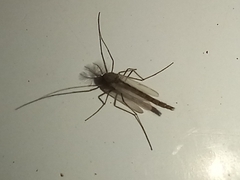 Culiseta longiareolata