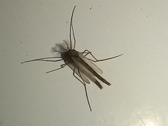 Culiseta longiareolata
