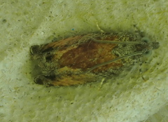 Epinotia nisella