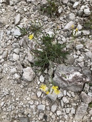 Chondrilla chondrilloides