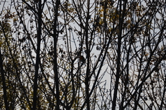 Erithacus rubecula rubecula