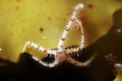 Ophiothrix caespitosa