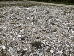 Chondrilla chondrilloides