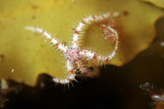 Ophiothrix caespitosa