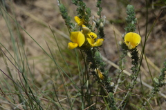 Aspalathus chortophila