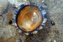 Cellana tramoserica