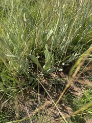 Helichrysum acutatum
