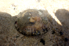 Cellana tramoserica