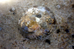 Cellana tramoserica