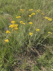 Helichrysum acutatum