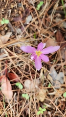 Colchicum stevenii