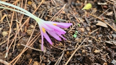 Colchicum stevenii