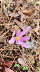 Colchicum stevenii