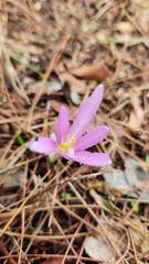 Colchicum stevenii