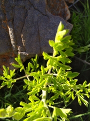 Clematis villosa