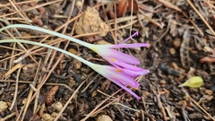 Colchicum stevenii