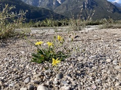 Chondrilla chondrilloides