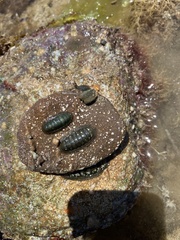 Ischnochiton australis