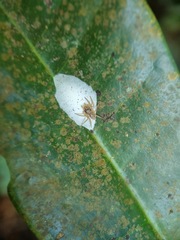 Cytaea