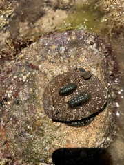Ischnochiton australis