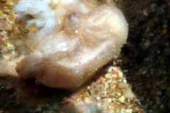 Pyuridae