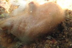 Pyuridae