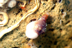 Fasciolariidae