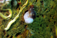 Fasciolariidae