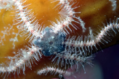 Ophiothrix caespitosa