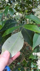 Ackama paniculosa