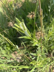 Berkheya insignis