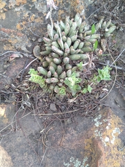 Adromischus umbraticola