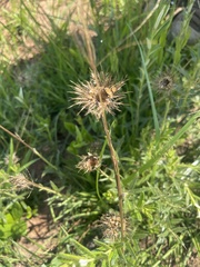 Berkheya insignis
