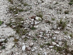 Chondrilla chondrilloides