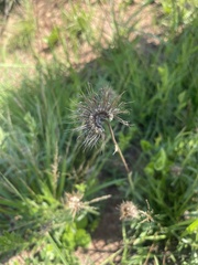 Berkheya insignis