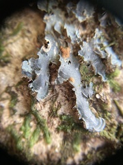 Erioderma