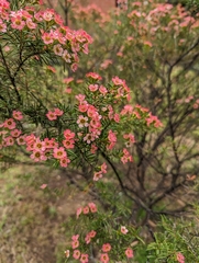 Chamelaucium uncinatum