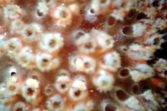 Aplidium benhami