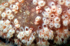 Aplidium benhami