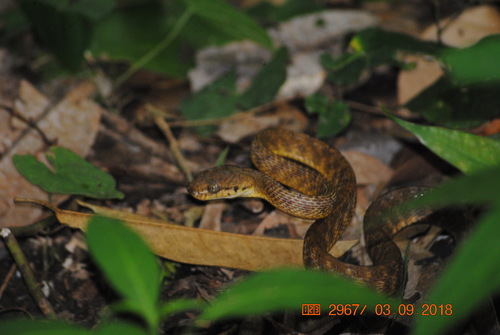Brown Tree Snake