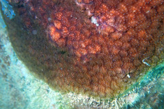 Distaplia