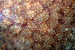 Distaplia