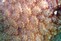 Distaplia