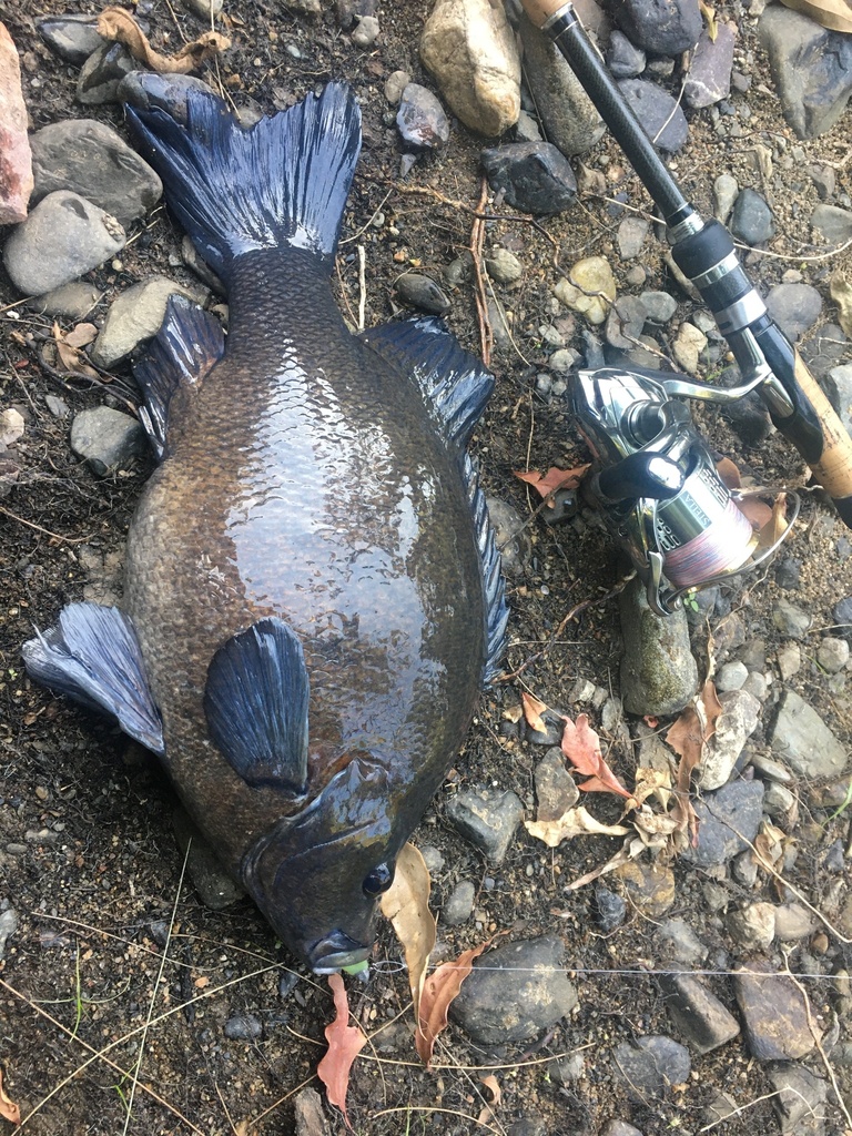 Sooty Grunter