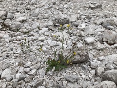 Chondrilla chondrilloides