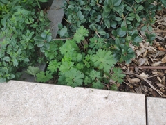 Geranium platypetalum