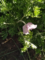 Clematis villosa